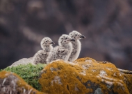 0754 Julia Trzesicka Mallow CC Waiting For Mama NON ADV Bronze