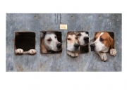 Linda Tierney - Security - An Tain Photography Group - Colour Print Open - Intermediate Bronze