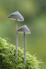 Eddie Kelly - Two Stools - Ballincollig Camera Club - Projected Image Open - Intermediate Honourable Mention.jpg