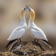 Patrick Lyons - Dance of the Gannets - Carrick Camera Club - Projected Image Open - Intermediate Honourable Mention.jpg