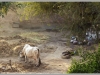 123_Mandawa-Farmyard-India