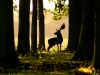 12_Stag_In_The_Park