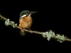 147_Kingfisher