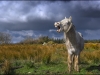149_Singing-Horse