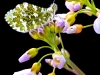 19_Orange_Tip