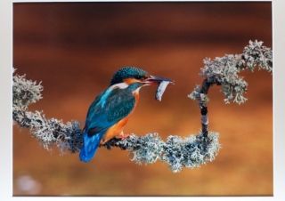 Kingfisher