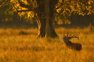 Red Deer Stag in Morning Light