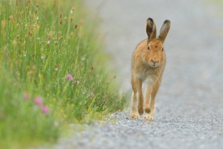 Irish Hare and Morning Dew
