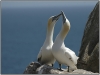 Gannets-in-Love-PSA-Bronze-Medal-Cliff-Hutchinson