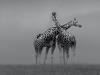 Honourable Mention, Alan Rossiter, Crossed Giraffes, Wexford Camera Club