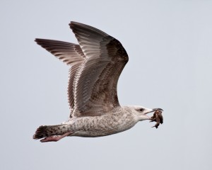 Best Overall Image John Coveney - "Crabs Might Fly" Offshoot Photography Society 